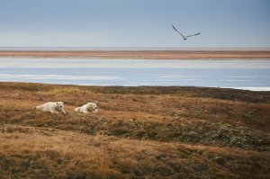 у меня не такая крутая оптика, но свои пять копеек добавлю
