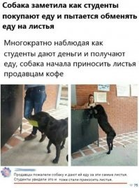 на каком курсе учится эта собака?