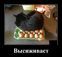 - Когда коту делать нЕчего, он яйца... высиживает. )