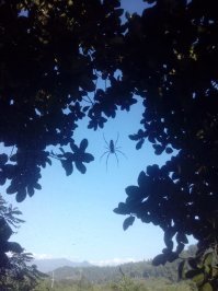 Паучок с лапами 20 см