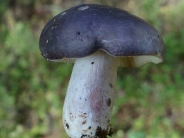 Синяя сыроежка - Russula azurea.