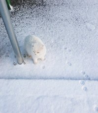 а кто из них снег))