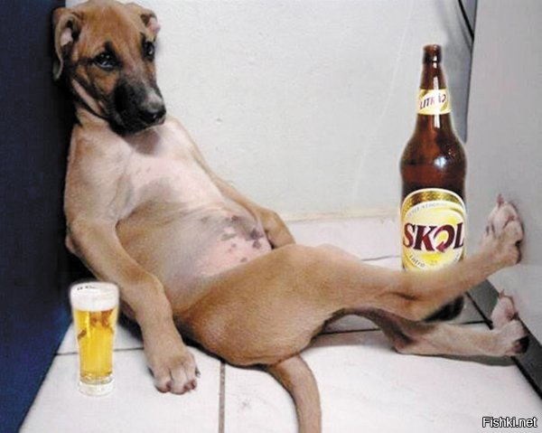 Пёс алкоголик,горе в семье.