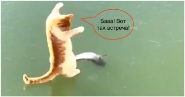Так близко, но так далеко: Голодный кот пытается достать вмерзшую в лед рыбу