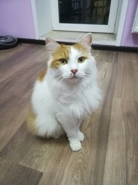 Без кота и жизнь не та