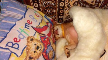 В мехах и на подушке.))