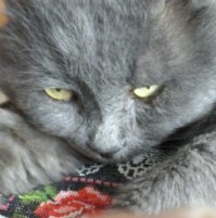 Без кота и жизнь не та
