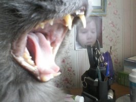 Без кота и жизнь не та