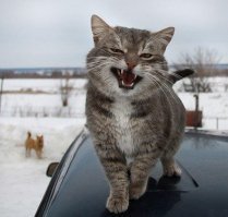 Как-то раз на даче причапала кошка и начала клянчить люля-кебаб с мангала. Три раза угостил ее крупными кусками люляхи. На утро кошка приволокла к мангалу нескольких дохлых кротов.