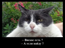 Без кота и жизнь не та