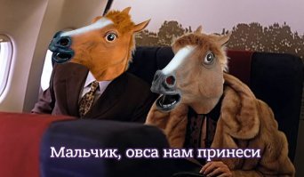 Пассажирка самолета взяла с собой на борт миниатюрную лошадь