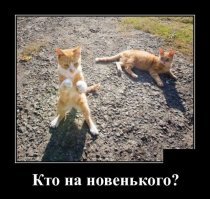 Руки прочь от Котэ!