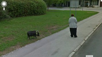 Довольно распространенное явление в США и Германий специально выведенные декоративные карликовые свинки. Кстати не имеют специфический запах и как и все свиньи довольно умны.