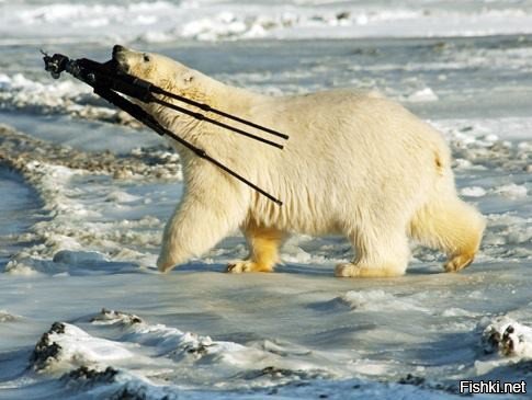 Белому медведю Т-34 голодная смерть не угрожает - считает учёный