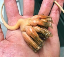 Ну вот теперь я знаю как выглядит многочлен и где он водится.