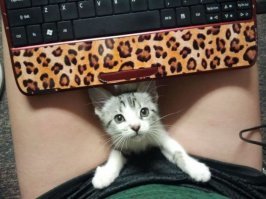 Прикольные и смешные картинки