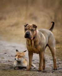 Верные друзья