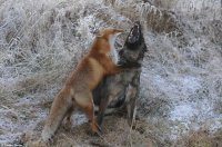 - " Представляешь ? Он тоже живёт на 3-ей тропинке Лесной, в 5-ой берлоге, в верхней конуре ! "