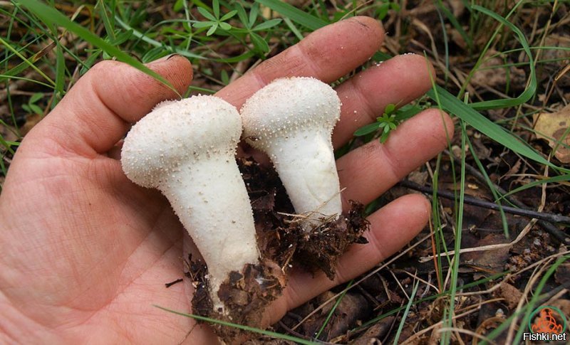 а еще многие за гриб дождевики не считают и даже не знают что их можно есть и какие они вкусные