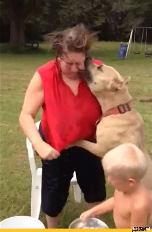 собака - всегда собака.