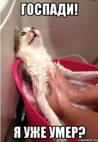 Обиженный купанием кот стал звездой соцсети