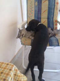 Собака растет, кот не меняется, дружба крепнет.