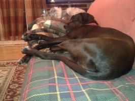 Собака растет, кот не меняется, дружба крепнет.