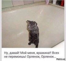 Обиженный купанием кот стал звездой соцсети