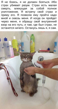 Обиженный купанием кот стал звездой соцсети