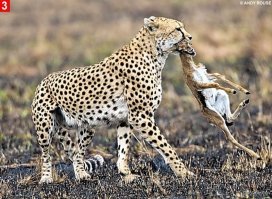 Посмотрите, как уничтожают первые предсерийные "Гадюки" Dodge