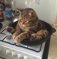 Обожаю этот кошачий цвет



Вроде он табби называется, точно не знаю.