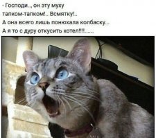 Муха возрастом 5,5 тысяч лет подарила человечеству сыр и кефир