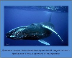 Пестрый мир китов