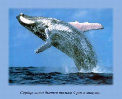 Пестрый мир китов