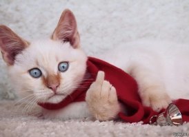 На что намекают нам коты?