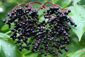 Красная икра и черная икра. Только это не точно )))