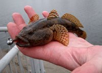 Раньше у нас в Таллине, можно было ловить Сига и Камбалу прямо в городской черте, на пирсе и у причалов. А теперь можно ловить только Бычка, так как эта свинья сжирает весь корм и их тут миллионы. А завезли эту страшную свинью, из Черного моря, видимо в балластных водах, причем не только бычка, но крабика тоже, который тоже вредит местным обитателям Балтийского моря.
Вот эта сволочь