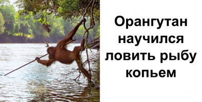 Эволюция - хехе - получайте, не скучайте.