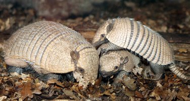 Не знаю, может быть, я тебя с кем-то спутал?