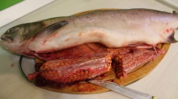 И забыл добавить, икра самопальная (малосолёная) из мороженной рыбы