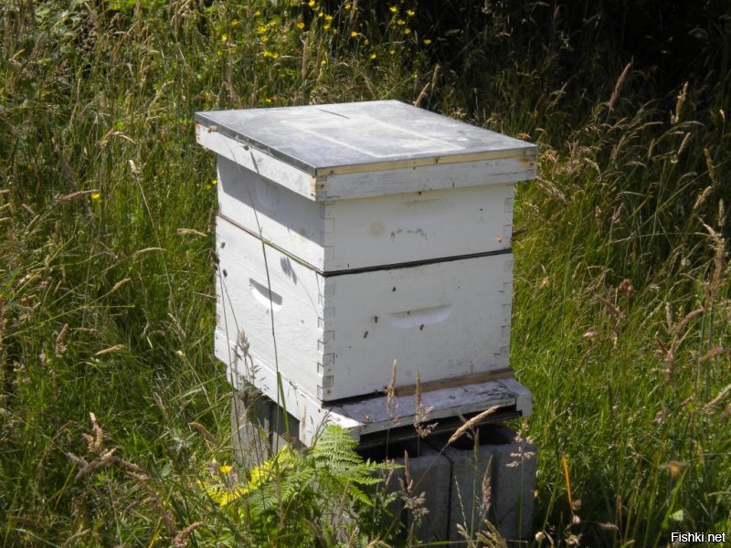 В этот ящик пчёлы прячут мёд.