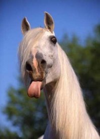 Да задолбала уже эта лошадь на каждом фото.