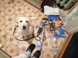 По моему любому собачнику знакомо Моя спальню разгромила. Пипец был всему. Даже шторы оборвала. Фоток не нашёл. Из последнего - детальный осмотр коробки передач на мотоцикл.