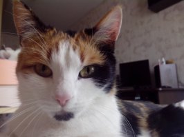 Моя кошка, Бонька, умерла от рака лёгких у меня на руках.
Когда копал для неё яму зимой ночью в лесу - рыдал, как ребёнок... Пи$дец это тяжело.. Никогда меня не предавала, всё время со мной спала, ждала из командировок, бежала встречать, когда домой приходил..