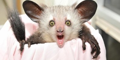 Они шо, золотой фольгой каждую обернули сигарету?