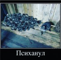 Прикольные и смешные картинки