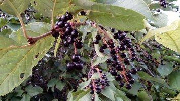 Это подделка. 
Вот настоящая красная и чёрная икра.