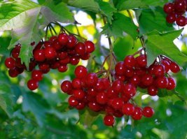 Это подделка. 
Вот настоящая красная и чёрная икра.