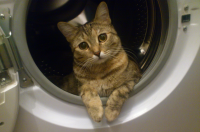 Уставшая прачечная фея...