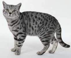 Британцы постоянно что-то тащат, колонизаторы долбаные)))